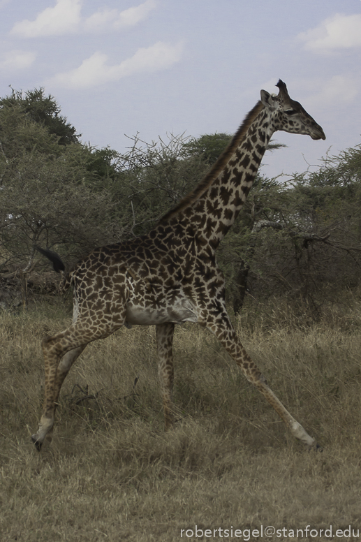 giraffe running